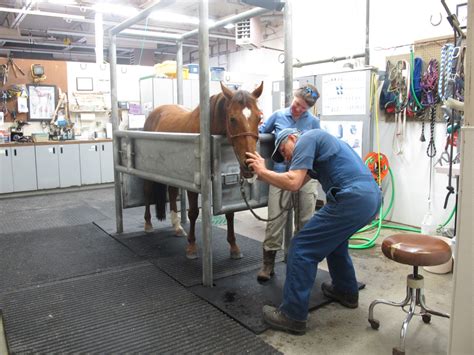 large animal hospital near me.